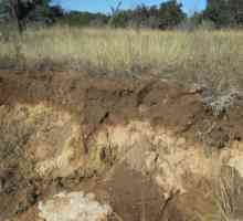 Solurile orizontale - straturi de soluri care apar în procesul de formare a solului
