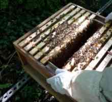 Adăugarea de albine pentru iarnă cu sirop de zahăr. Timp și cantitate de pansament de vârf