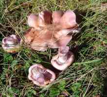 Podpopolniki (ciuperci): rețetă pentru decapare pentru iarnă