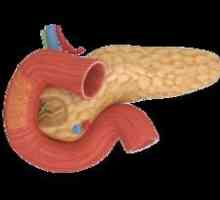 Ce fel de hormoni produce pancreasul?
