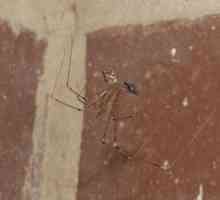 Familia păianjenului funerar Segestriidae