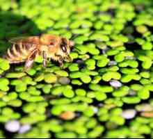 Baie de băut pentru albine - învățați-vă și stăpâniți-vă