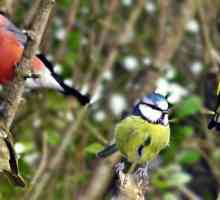 Cântând păsări: nume și fotografii