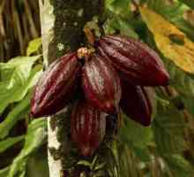 Proprietăți utile de cacao. Câte grame într-o lingură?