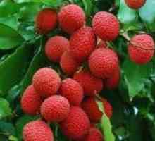 Proprietăți utile de litchi - fructe exotice din tropice