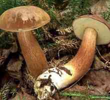 Poloneză albă ciupercă: descriere, habitat, proprietăți culinare