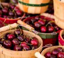 Beneficii și rău de cireșe dulci. Proprietățile vindecătoare ale fructelor de vară