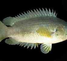 Glisorul este un pește care aparține formei de labirint