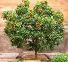 Arborele portocaliu - ce este? fotografie