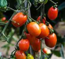 Tomato Rio Grande: descrierea soiului și cultivarea