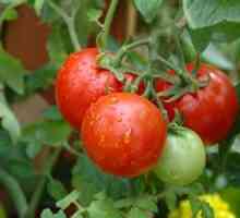 Este un arbore de tomate un mit sau o realitate?