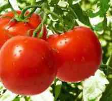 Tomatoes Gifts de Zavolzhye: fotografii, descrierea mărcii, recenzii
