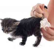 Понос с кровью у кота: причины и лечение