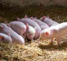 Diareea la porc: cauzele și tratamentul. Cum să hrănești purceii