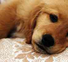 Dog diaree: cauze, tratament la domiciliu