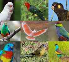 Papagalii din Australia: o prezentare generală