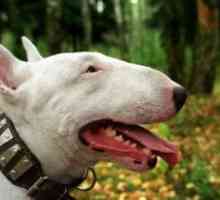 Breed Bull Terrier: comentarii. Toate pro și contra