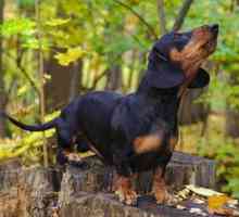 Rase de câini normali: dachshund, yagdterrier, Yorkshire terrier. Descrierea, caracteristicile,…