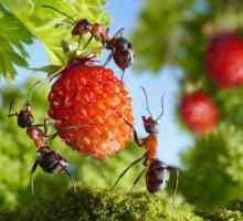 Ants powder: prezentare generală, caracteristici aplicații, eficiență și feedback