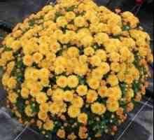 Crizanteme plantare în toamnă: sfaturi de profesioniști