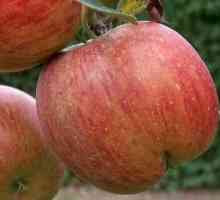 Plantarea pomilor de măr în toamnă: sfaturi pentru grădinari