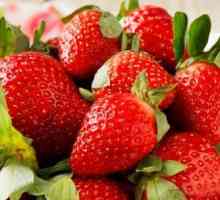 Plantarea căpșunilor pe agrofibre - o nouă tehnologie pentru a obține un randament ridicat
