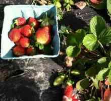 Plantarea căpșunilor sub materialul de acoperire negru: tehnologie, fotografii, recenzii