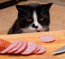 Proverb "Cunoaște o pisică a cărei carne a mâncat", ceea ce înseamnă și despre cine spune…
