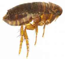 Bed fleas: fotografii de mușcături, cum să le distrugă