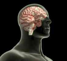Suprafața emisferei cerebrale este formată din ce? Structura creierului