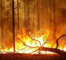 Incendiile din teritoriul Trans-Baikal. Cauzele dezastrului