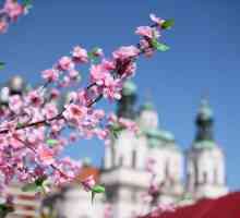 Praga în luna mai: vremea și recenziile turiștilor. Ce să vezi în Praga în mai?