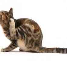 Este adevărat că puricele sunt transmise oamenilor în pisici?
