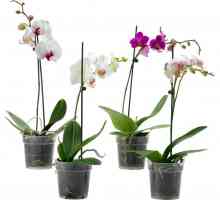 Îngrijirea adecvată pentru orhidee la domiciliu