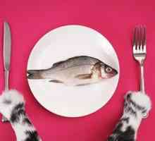 Alegerea hranei potrivite pentru o pisică este garanția sănătății unui animal de companie.