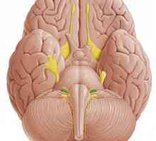 Nervul cohlear: descriere, structură și anatomie