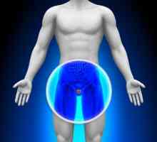 Glanda prostatică - ce este? Funcțiile prostatei
