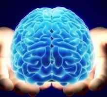 Cortexul prefrontal: funcții. Încălcări ale funcțiilor cortexului prefrontal