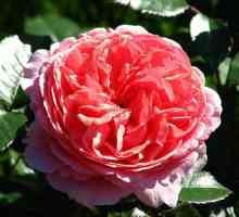 Beautiful Rose Baroness: descriere, recenzii