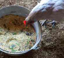 Premix pentru găinile ouătoare: compoziția și instrucțiunile de vitamine