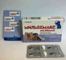 Medicamentul "Milbemax" pentru câini: tratamentul hemmintiazelor