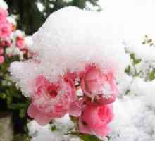 La ce temperatură să acopere trandafirii pentru iarnă: sfaturi și trucuri