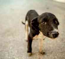 Adăposturi pentru câini din Ekaterinburg: o prezentare generală, o listă, contacte și recenzii