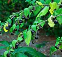 Aplicarea de beladonna. Iarbă, fructe de padure, flori de belladonna în medicina tradițională și…