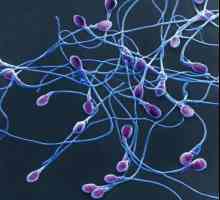 "Principiul spermei": psihologie fascinantă