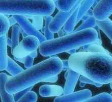 Principii de clasificare a microorganismelor
