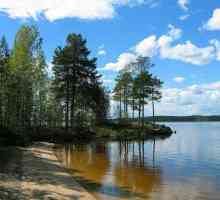 Natura regiunii Leningrad. Caracteristici ale naturii regiunii Leningrad
