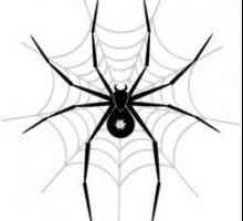 Ai visat de un păianjen mare? Cartea de vis va fi scrisă