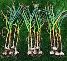 Un dispozitiv pentru plantarea manuală a usturoiului: caracteristici, principiu de lucru și soiuri