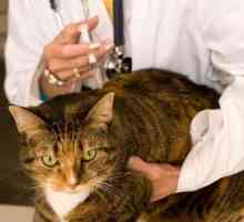 Inoculări ale pisicilor: ce trebuie făcut și când